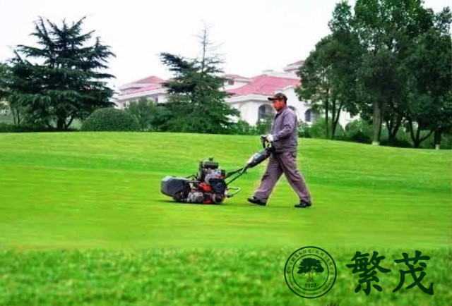 高爾夫球場(chǎng)草坪專業(yè)養(yǎng)護(hù)管理案例