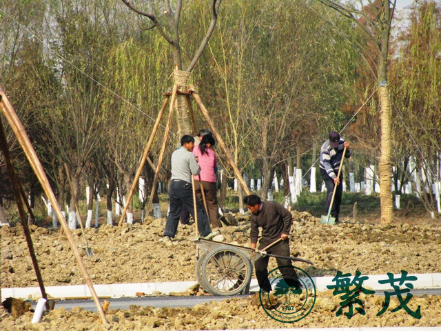 蘇州吳江區(qū)某濕地公園綠化工程案例