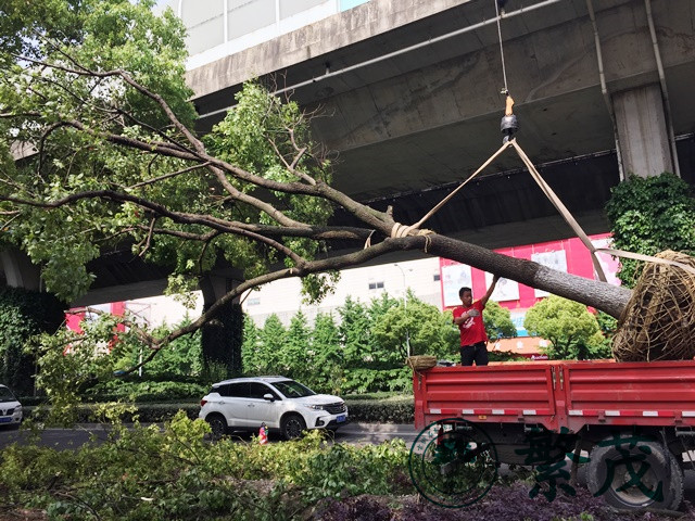 蘇州東環(huán)路某路段行道樹(shù)移栽工程案例