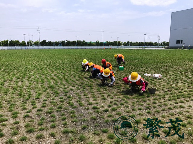 泰州某廠區(qū)綠化建設(shè)工程案例