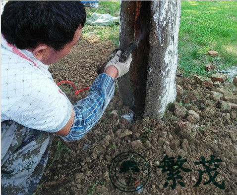 蘇州某紀(jì)念館古青楓救治復(fù)壯項(xiàng)目